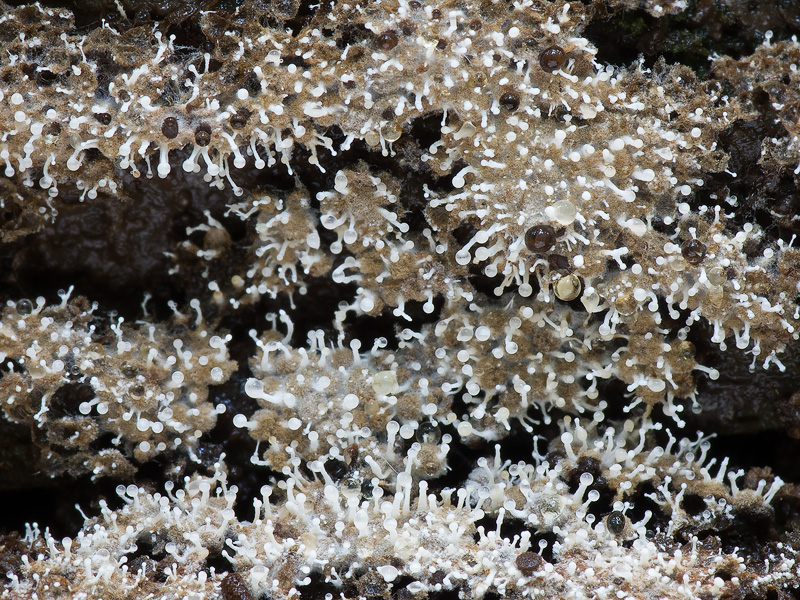 Polycephalomyces tomentosus